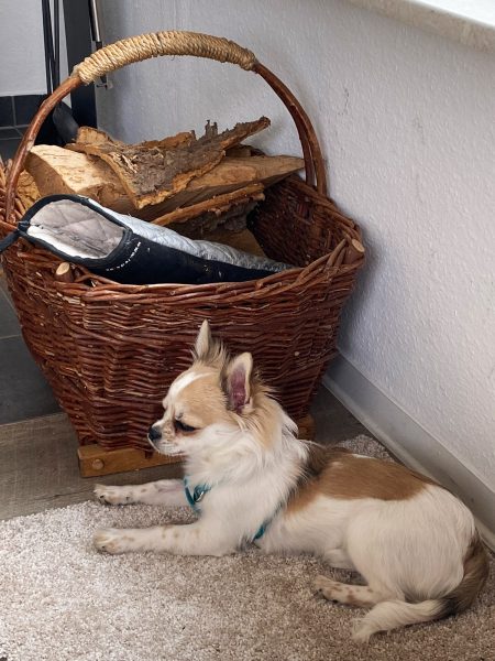Urlaub mit Hund